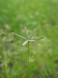 Close-up of a plant