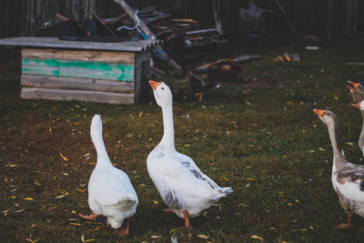 Flock of birds on land