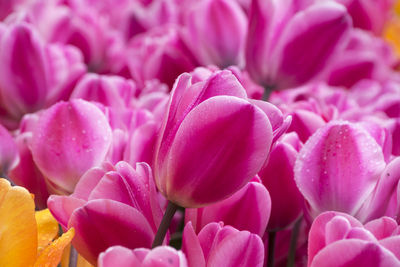 Close-up of pink tulip flowering plant