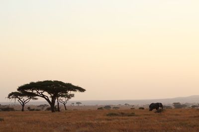 Trees on landscape against clear sky