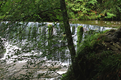 Trees in forest