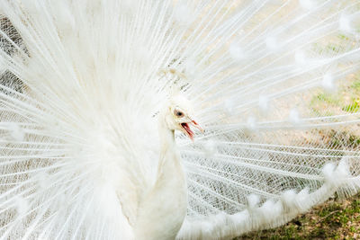 Close-up of a peacock