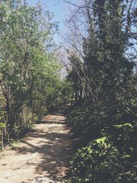 Narrow pathway along trees