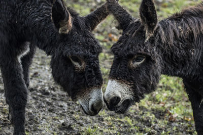 Close-up of sheep grazing in grass