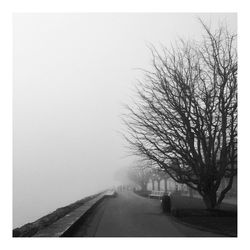 Trees on road in fog