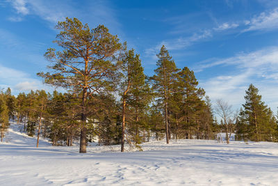 Trees on snow covered field against sky