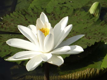 Close-up of white flowering plant