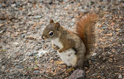 Close-up of squirrel eating