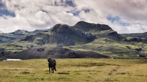 Horse standing on field against mountains