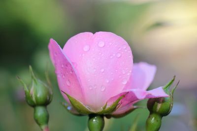 Macro shot of water drops on pink rose