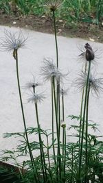 Close-up of dandelion against lake