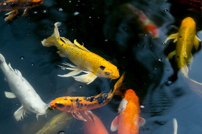 Fish swimming in sea