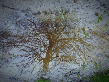 High angle view of bare trees in forest