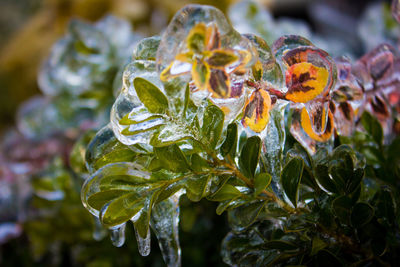 Close-up of orange leaves on plant