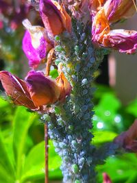 Close-up of insect on purple flowering plant