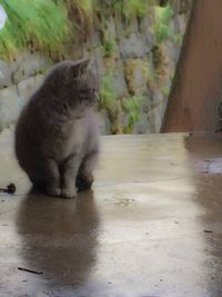 Cat outdoors