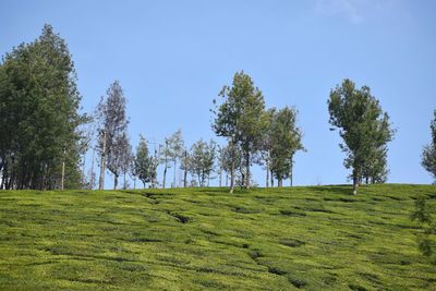 Low angle view of trees against clear blue sky