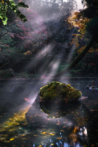 Scenic view of waterfall in forest