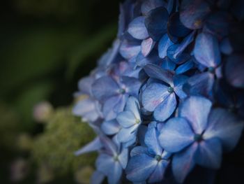 Close-up of purple hydrangea flowers