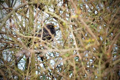 Close-up of bird perching on tree
