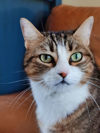 Close-up portrait of cat