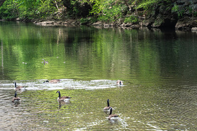 Ducks swimming in lake