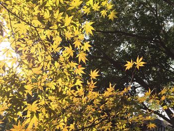 Low angle view of trees