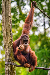 Monkey on tree in forest