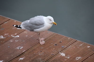 High angle view of seagull perching on wooden table