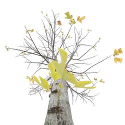 Low angle view of flower tree against clear sky