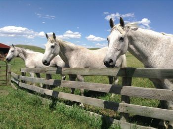 Horses standing in ranch against sky during sunny day