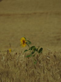 Sunflower blooming amidst wheat field