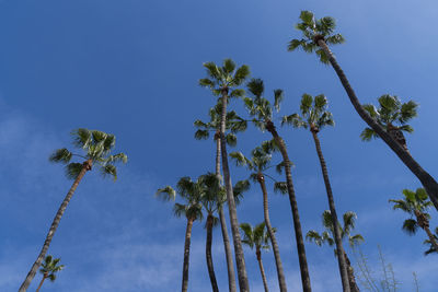 Low angle view of coconut palm trees against blue sky