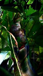 Cat lying on plant