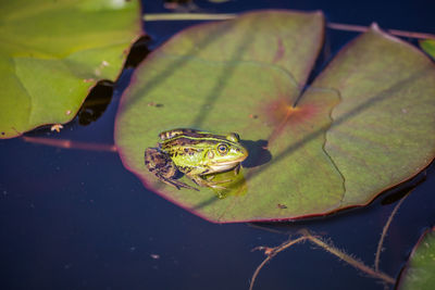 Close-up of frog on leaves