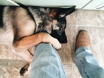 Low section of dog relaxing next to mans foot indoors
