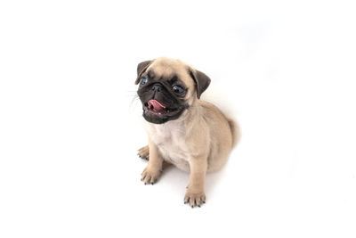 Portrait of a dog over white background