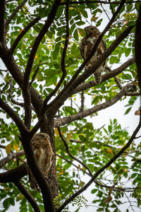 Low angle view of bird perching on tree
