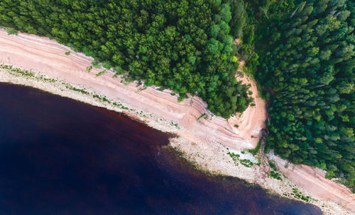 High angle view of trees and plants in forest