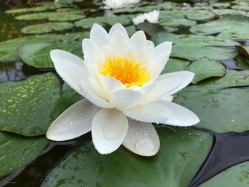 Close-up of lotus water lily in lake