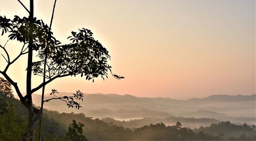 Silhouette tree against sky during sunset