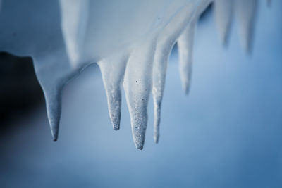 A beautiful hanging icicles of salt water on the coast of baltic sea. ice in the beach at winter. 