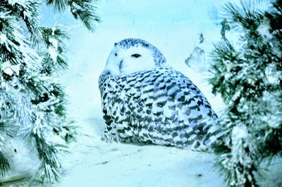 Close-up of bird in snow