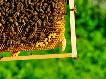 Bees on honeycombs in a frame.