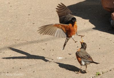 High angle view of birds flying