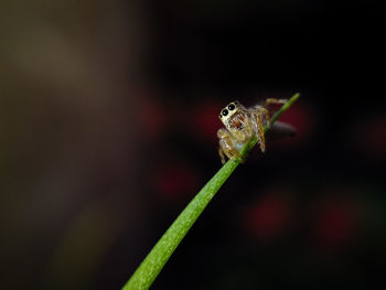 Close-up of insect on leaf