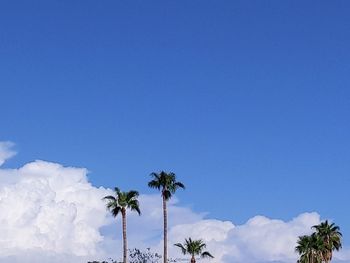 Low angle view of palm trees against blue sky