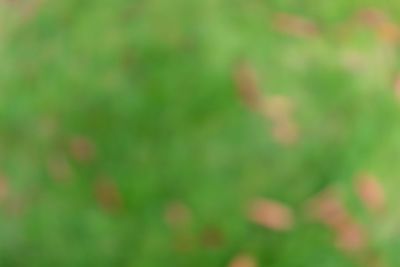 Close-up of a blurred background