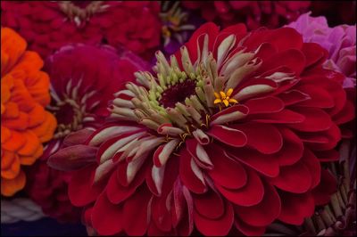 Close-up of flowers blooming outdoors