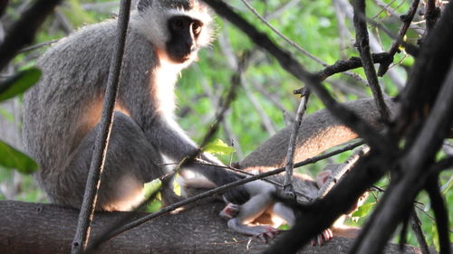 Monkey sitting on branch in zoo